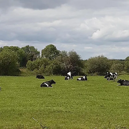 Ferienhaus From In East Galway *